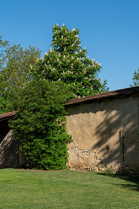 Kirchhofmauer in Wölflinswil