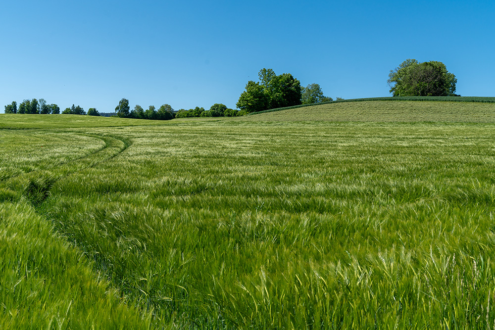 Kornfeld