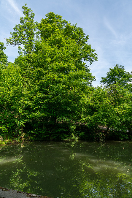 Weiher in Muri AG