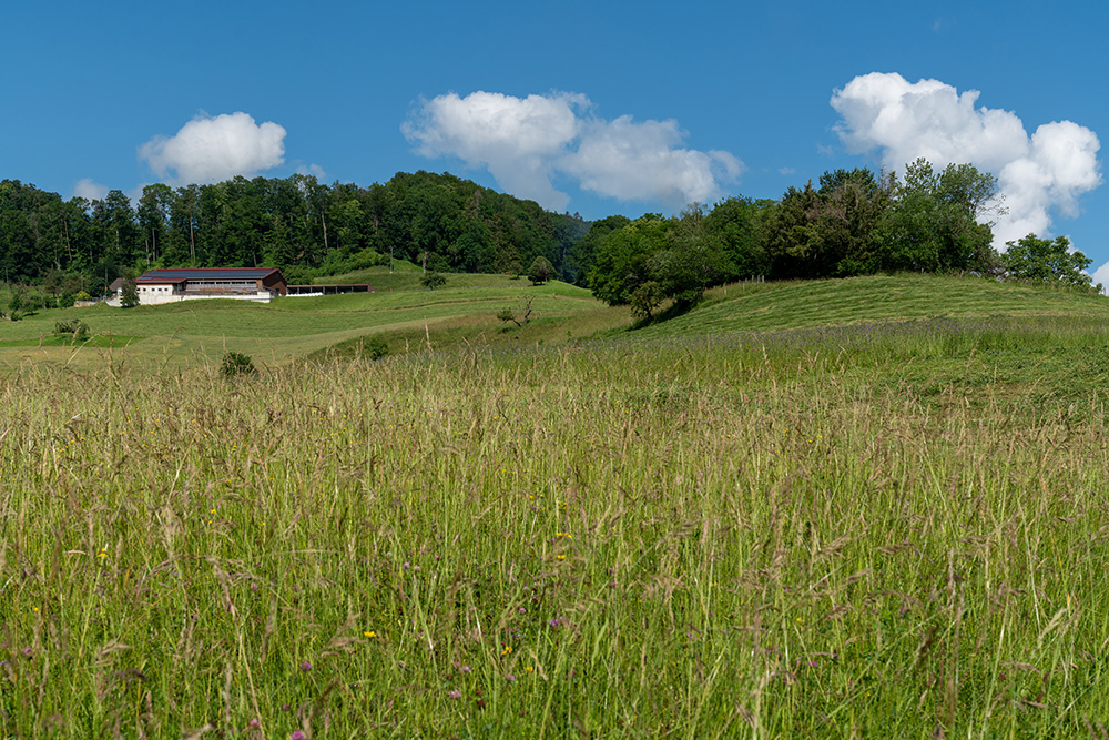 Hof Hinter Sörzach