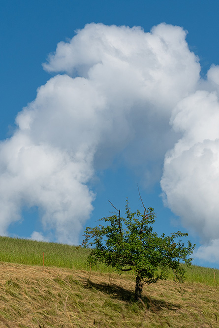 Baum und Wolke