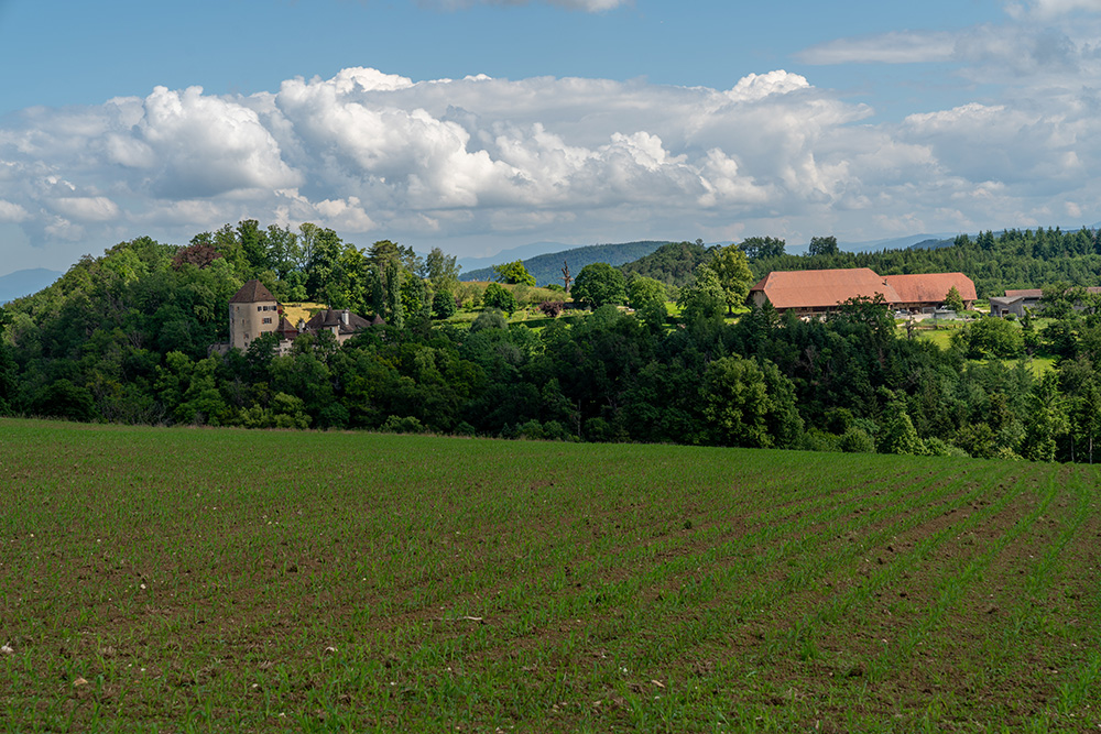 Blick zum Schloss Wildenstein