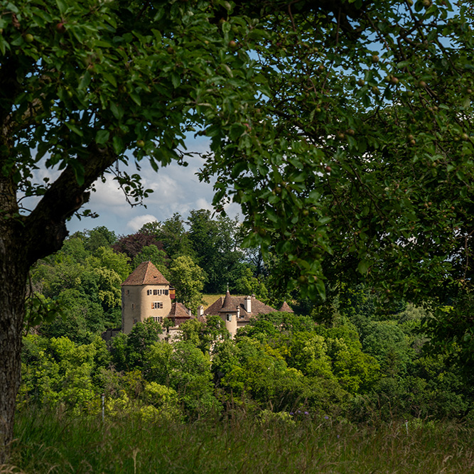 Blick zum Schloss Wildenstein