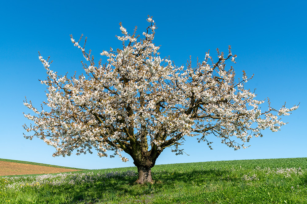 Kirschbaum in Arisdorf