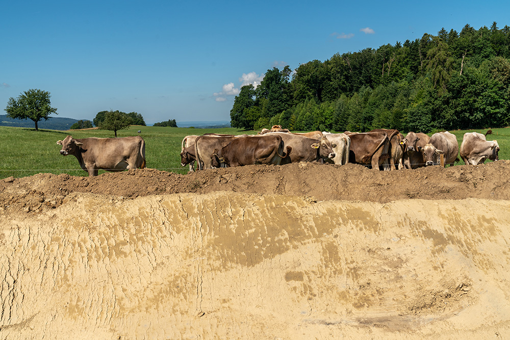 Kühe in Märstetten