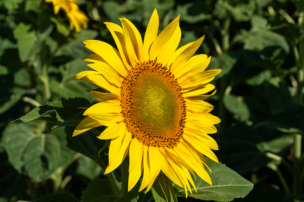 Sonnenblume