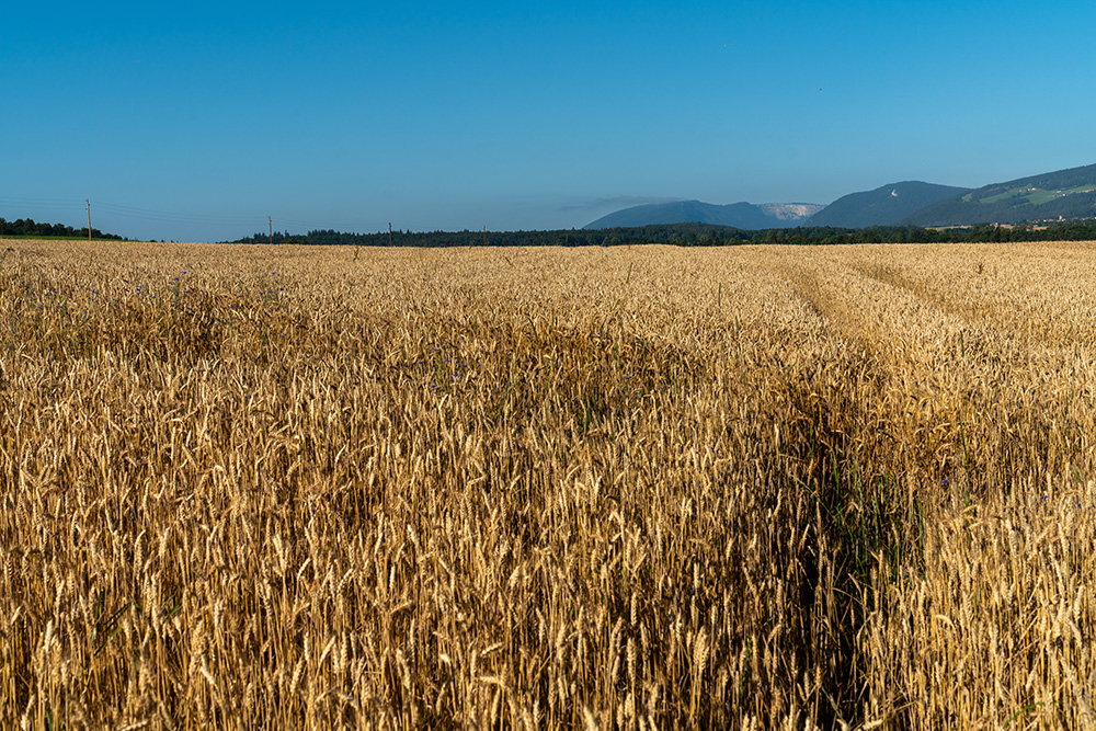 Champ de céréales