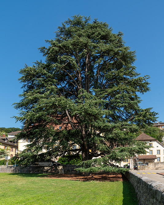 Atlas-Zeder in Peseux