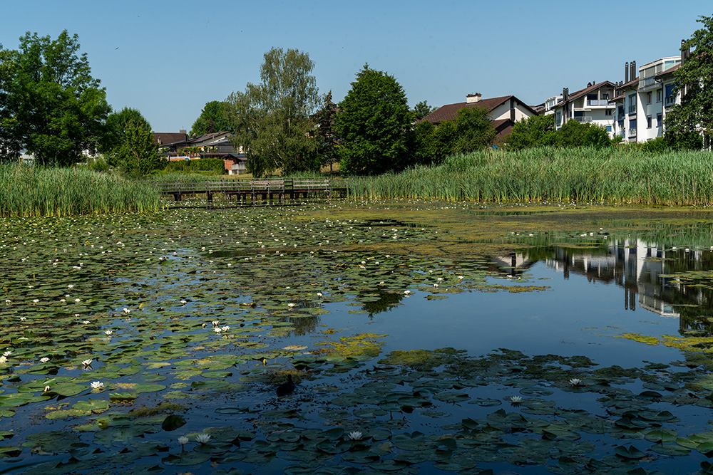 Rietstuckweiher